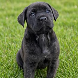 Missy - Chestnut brindle female Cane Corso puppy in Sandia, Texas from OneTime Cane Corso