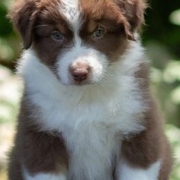 Riddoc- sold - Red tri-color male Australian Shepherd puppy in Brimfield, Massachusetts from Alias Australian Shepherds