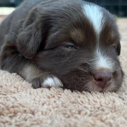 Brown - Red tri male Miniature Australian Shepherd puppy in Arizona from Country Charm Mini Aussies