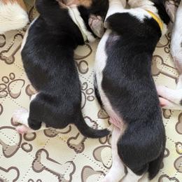 Harrier Puppies from Darkfire Harriers