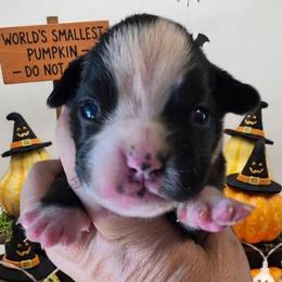Carry (girl) - Brindle female Boxer puppy in Red Boiling Springs, Tennessee from Silver Rain