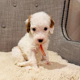 Orange Collar - Parti female Goldendoodle puppy in Miami, Florida from GoldStar Doodles USA