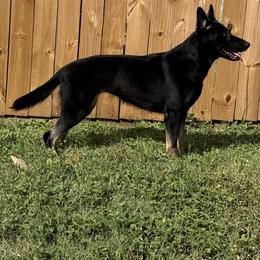 German Shepherd All Grown Up from Vom Eisengeist German Shepherds