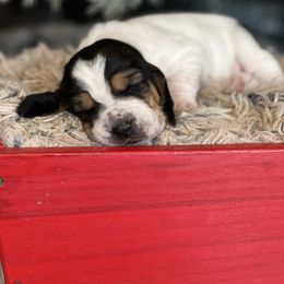 Vanilla - Black brown and white female Basset Hound puppy in Lone Jack, Missouri from Wee Little Bassets