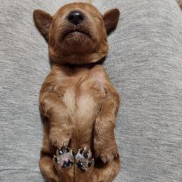 Sasha - Red  female Poodle puppy in Spartanburg, South Carolina from Taya's Pups