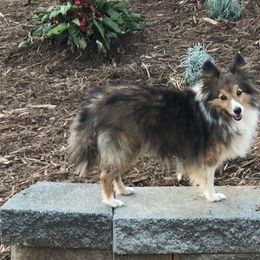 Shetland Sheepdog All Grown Up from Fox Point Farm Toy Shelties
