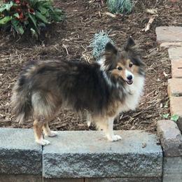 Shetland Sheepdog All Grown Up from Fox Point Farm Toy Shelties