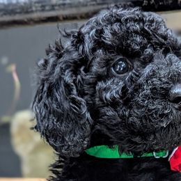 Poodles from Topline Poodles