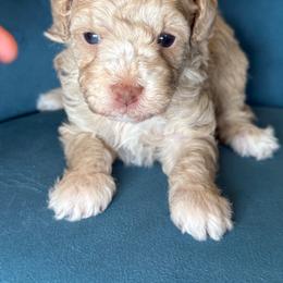 Chippy - Cream female Poodle puppy in Yuciapa, California from AlltheDoodlez_