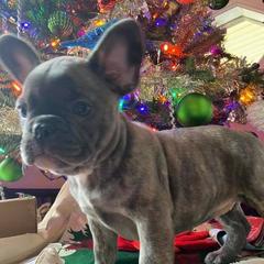 French Bulldog Puppies from Valerie Straub