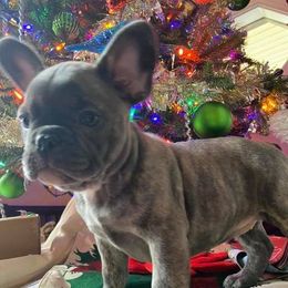 French Bulldog Puppies from Valerie Straub
