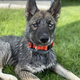 Nova - Siberian Husky