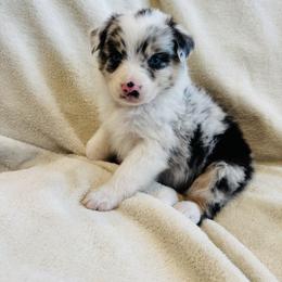 Blue - Blue merle female Australian Shepherd puppy in Heber City, Utah from Junipersdoodles