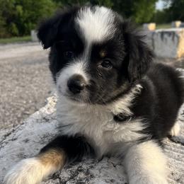 Velvet - Black tri female Miniature Australian Shepherd puppy in Godley, Texas from Nana and Paws Aussies