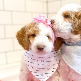 Goldendoodles and Poodles from South Paw Doodle Co
