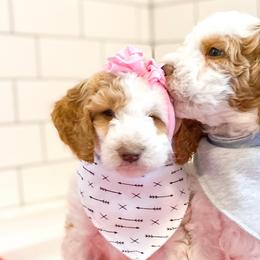 Goldendoodles and Poodles from South Paw Doodle Co