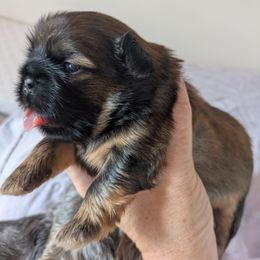 Girl 2 - Sable female Shih Tzu puppy in Mariaville, Maine from McKayla Hairston