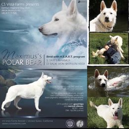 Bear - German Shepherd