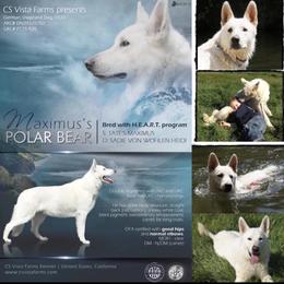 Bear - German Shepherd