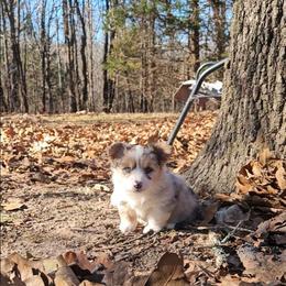 Xena - Blue female Pembroke Welsh Corgi puppy in Norwood, Missouri from McGraw's Paws 🐾