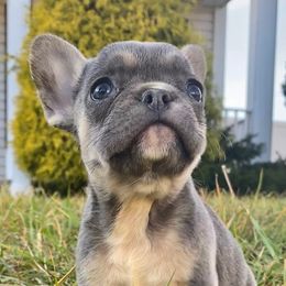 Cane Corso, English Bulldog, and French Bulldog Puppies from Alchemy Guardian Kennel
