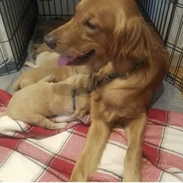 Golden Retriever All Grown Up from Sadie Lane Family Goldens
