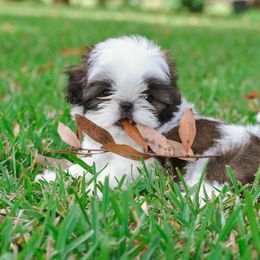 Shih Tzu Puppies from Tian Mi Shih Tzu