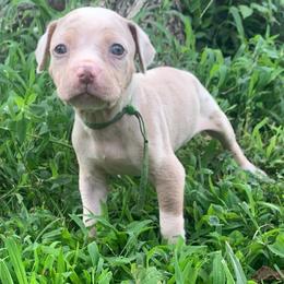 Green collar female - Red merle female Catahoula Leopard Dog puppy in Gadsden, Alabama from Rich Cat’s