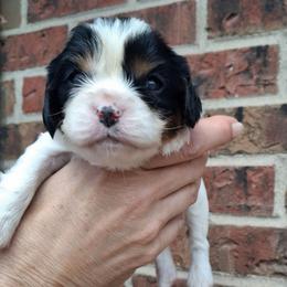 Brown collar, Cody - Tri-color male Cavalier King Charles Spaniel puppy in Colorado Springs, Colorado from True Love Colorado Cavalier King Charles Spaniels