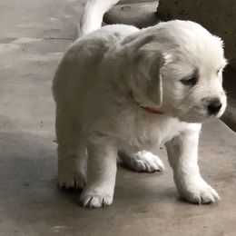 Golden Retriever Puppies from Dream Goldens