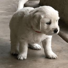 Golden Retriever Puppies from Dream Goldens