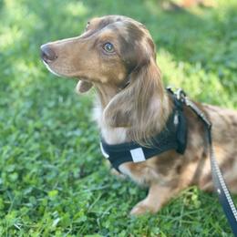 Mia - Dachshund