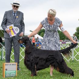 Gordon Setters from Tri-sett