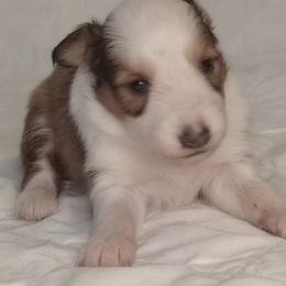 Shetland Sheepdogs from Sheltie Puppies