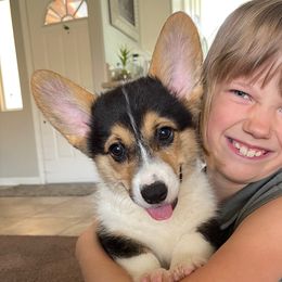 Bandit - Black and tan Pembroke Welsh Corgi puppy in Apple Valley, California from MRS California Corgi