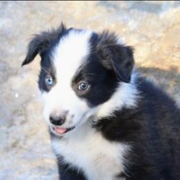 Obi - Black and white male Border Collie puppy in Custer, South Dakota from Pinpoint Border Collies
