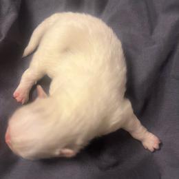 Girl 1 - Cream parti female Pomeranian puppy in Brentwood, California from Royalpawpoms