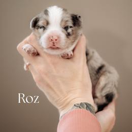 ROZ - Blue merle female Miniature American Shepherd puppy in Puyallup, Washington from FERGI’S GEMINI MAS