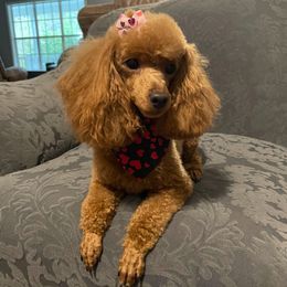 Iridessa - Poodle