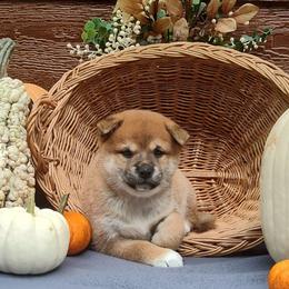 Caden - Red male Shiba Inu puppy in Clayton, Illinois from Adorable-Puppies