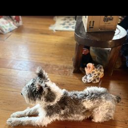 Miniature Schnauzer Puppies from Brown’s Kennel Club