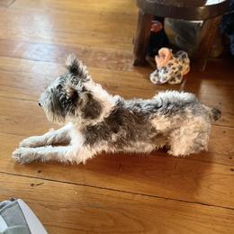 Miniature Schnauzer Puppies from Brown’s Kennel Club