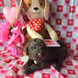 Thumper - male Newfypoo puppy in Mckenzie, Tennessee from Small Town Doodles & Poodles