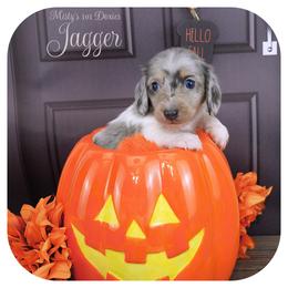 JAGGER - Reserved - Blue and tan male Dachshund puppy in Graceville, Florida from Misty's 101 Doxies