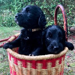 Goldendoodle Puppies from DoodleSmith, LLC