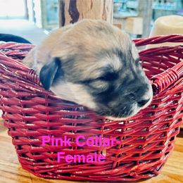 Pink Collar - Badger female Colorado Mountain Dog puppy in Del Norte, Colorado from FAFO Ranch