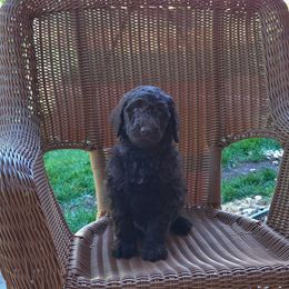 Bandit - Brown male Bernedoodle puppy in Aurora, Colorado from Simply Amazing Doodles
