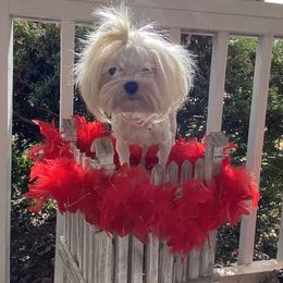 Sug - Maltese