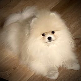 BRUNO - Pomeranian