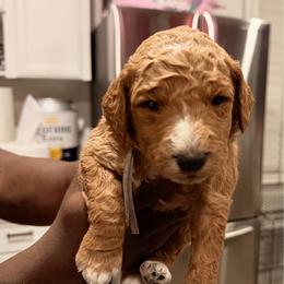 Grey - Apricot male Goldendoodle puppy in Bakersfield, California from Lavish Doodles